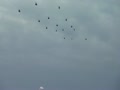 立川防災航空際　ヘリ集団２つに散開８の字ループ